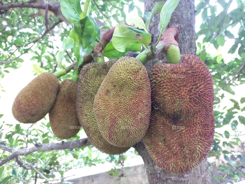Jackfruit tree that grows on the edge of a small river