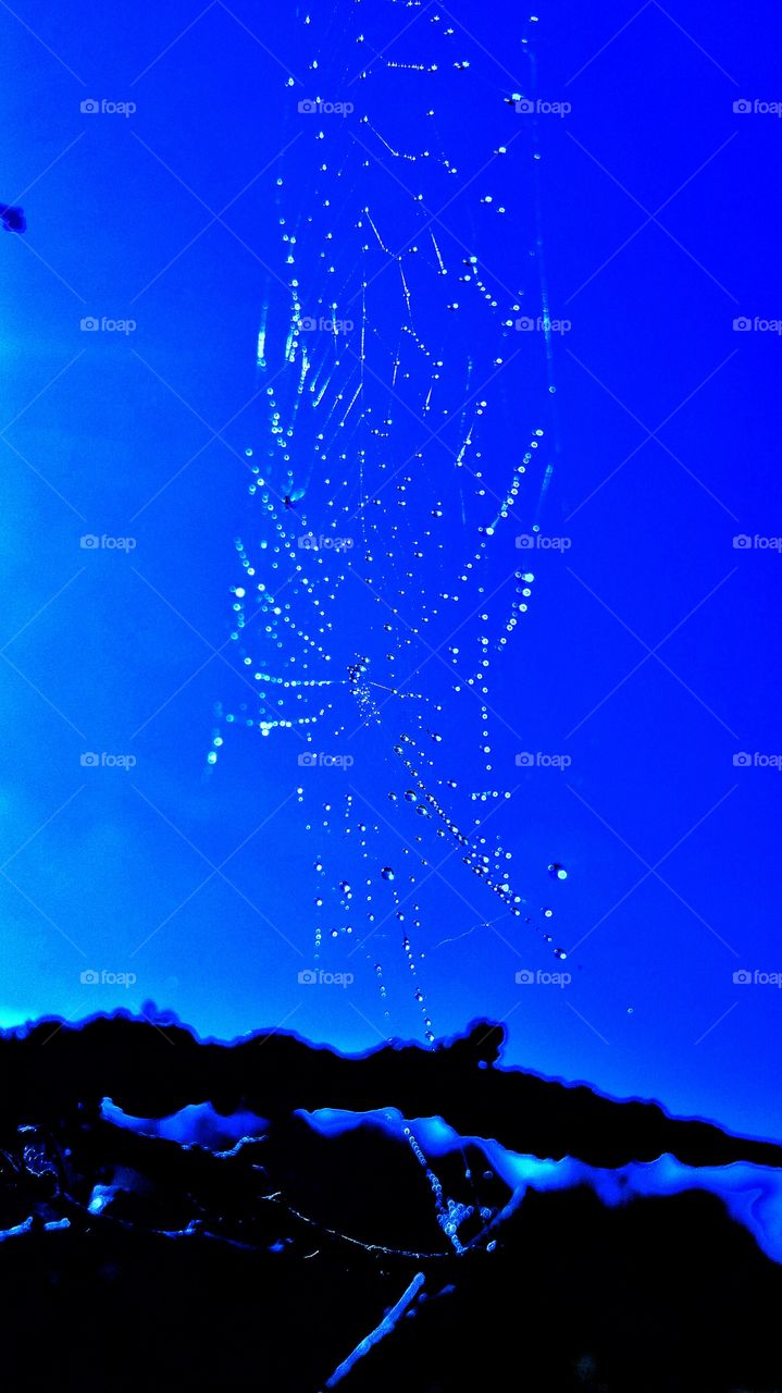 sparkling web with dew drops in sun with blue skies
