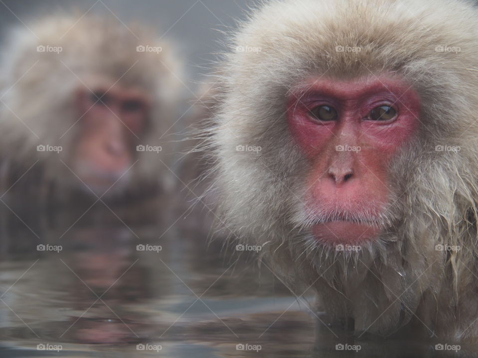 Snow monkeys