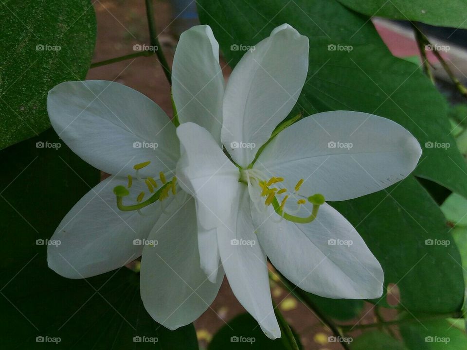 Two  beautiful  white  flowers  and  petals.