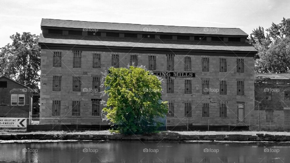 Lone Tree - Splash of Color