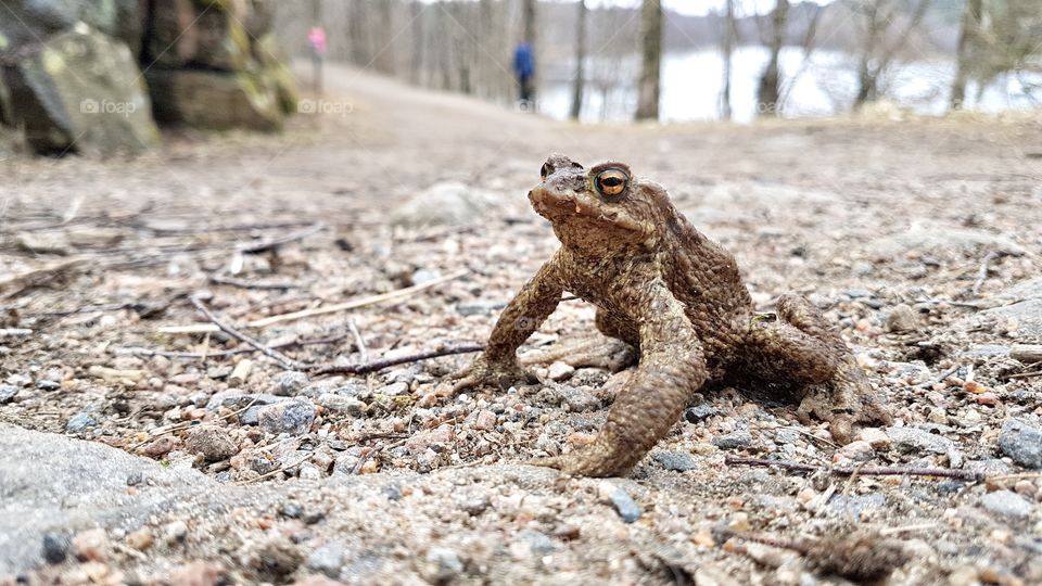 Portrait of camouflage toad on the ground 