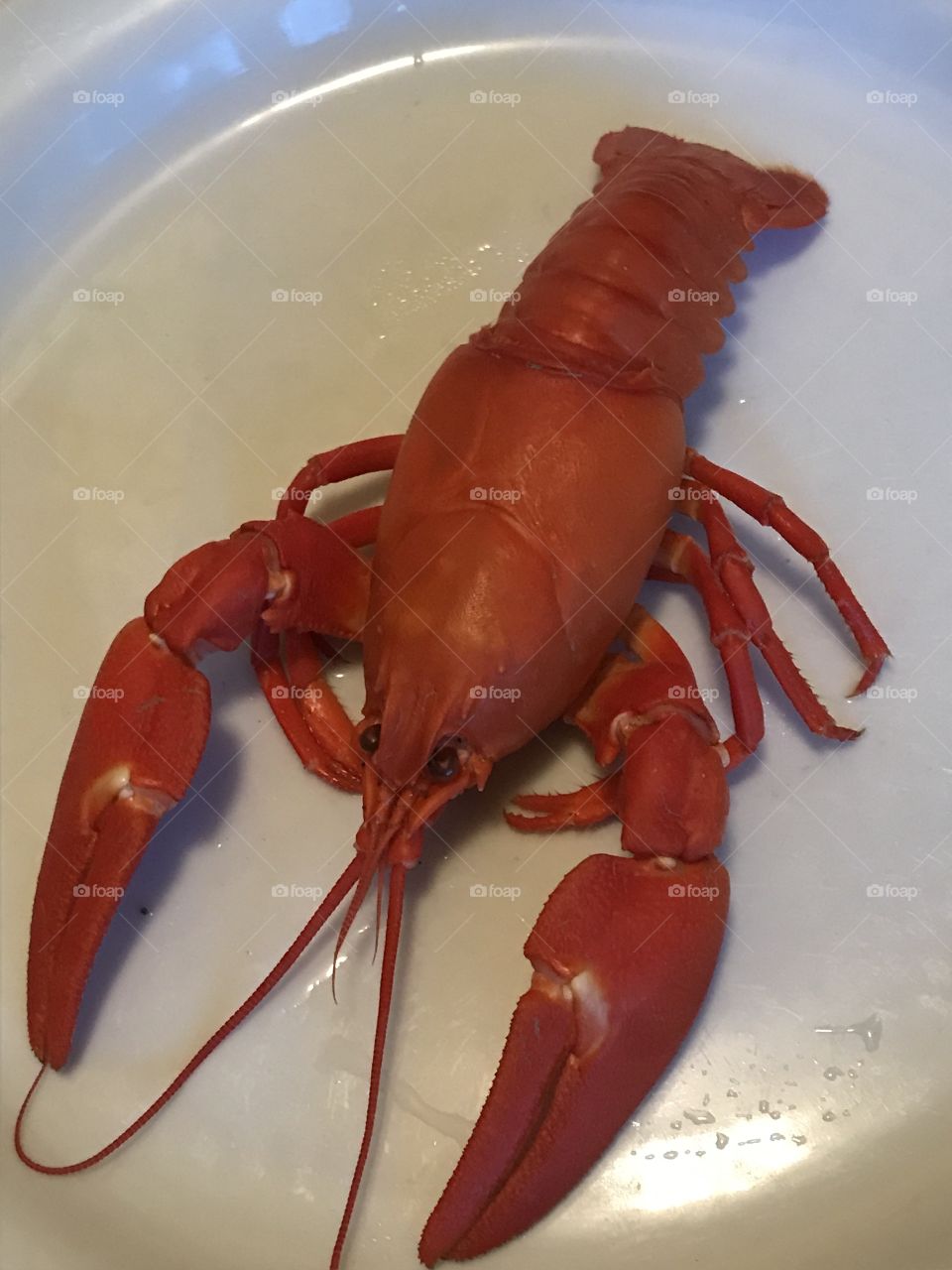 Cooked crawfish on a plate