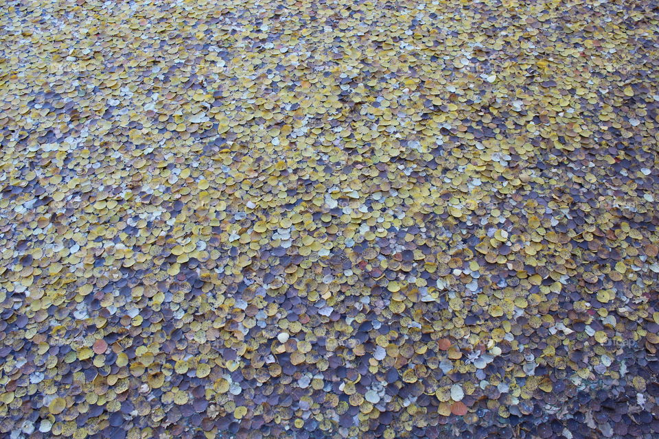 Many floating leaves