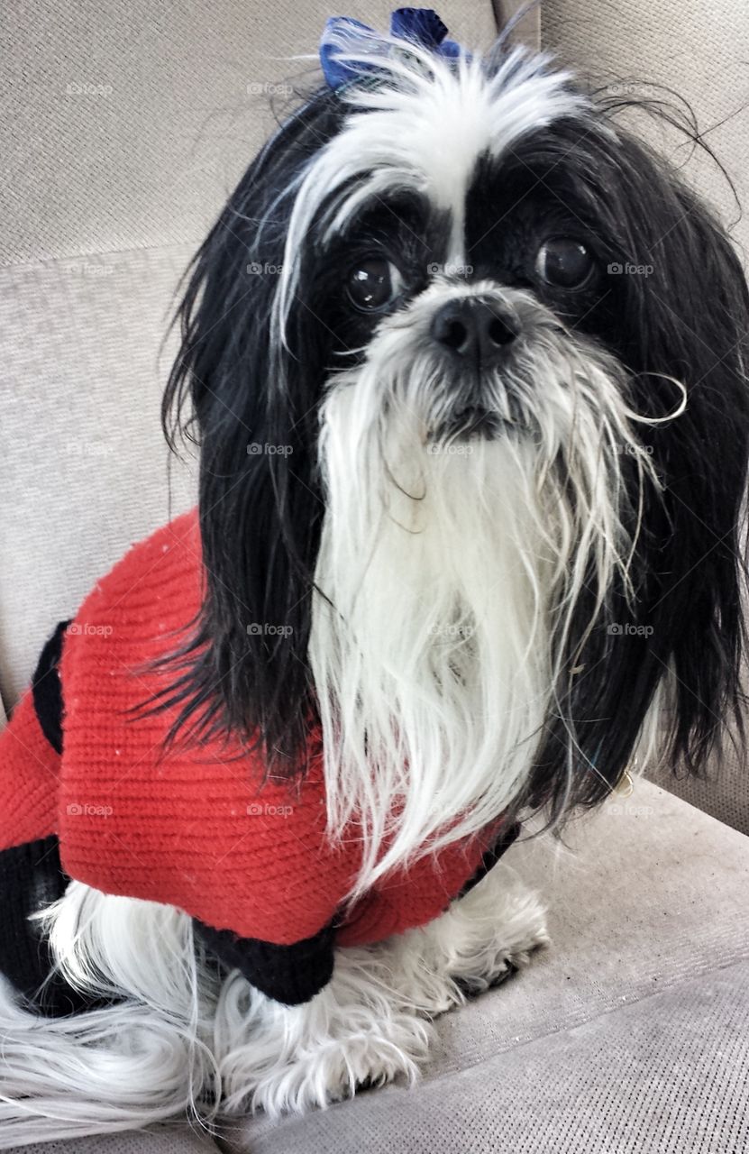 Dog Wearing Sweater
