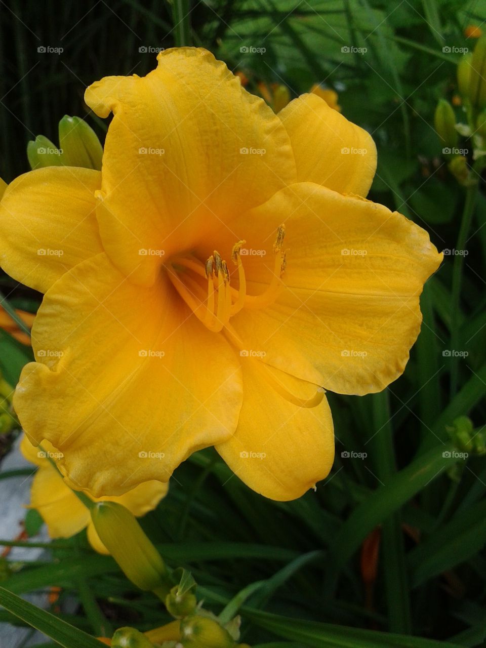 Lilly bloom. The bright yellow Day Lilly bloom wants attention.