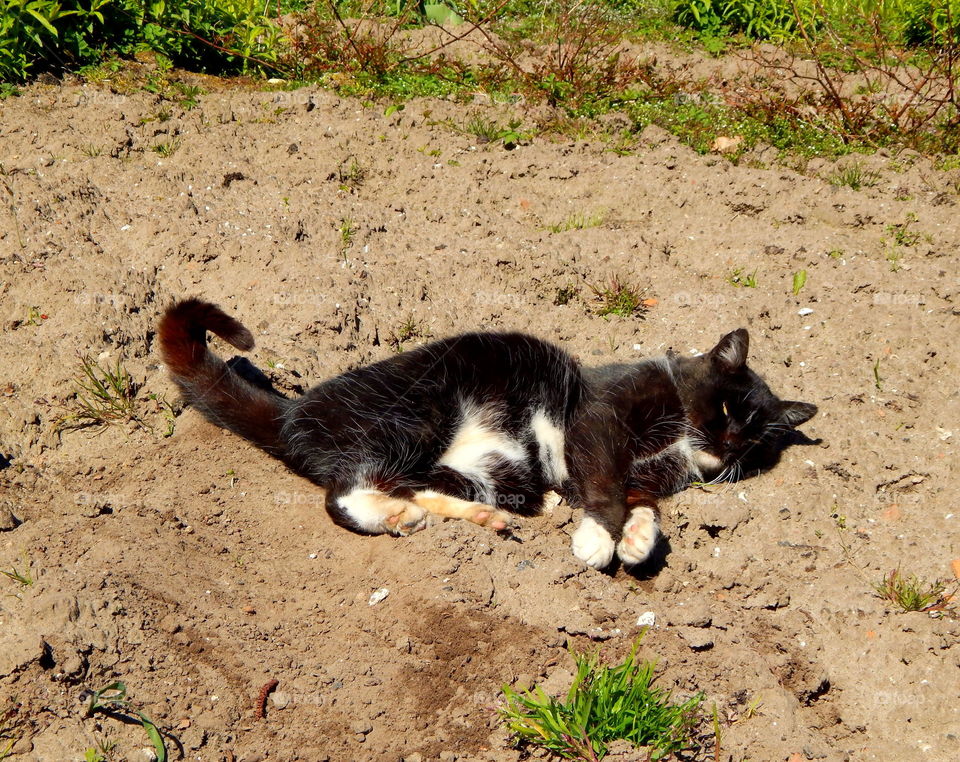 Cat lying on the sand