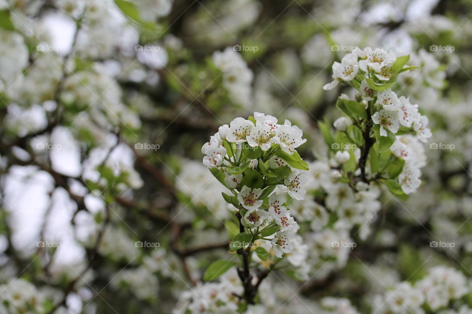 spring blossoms