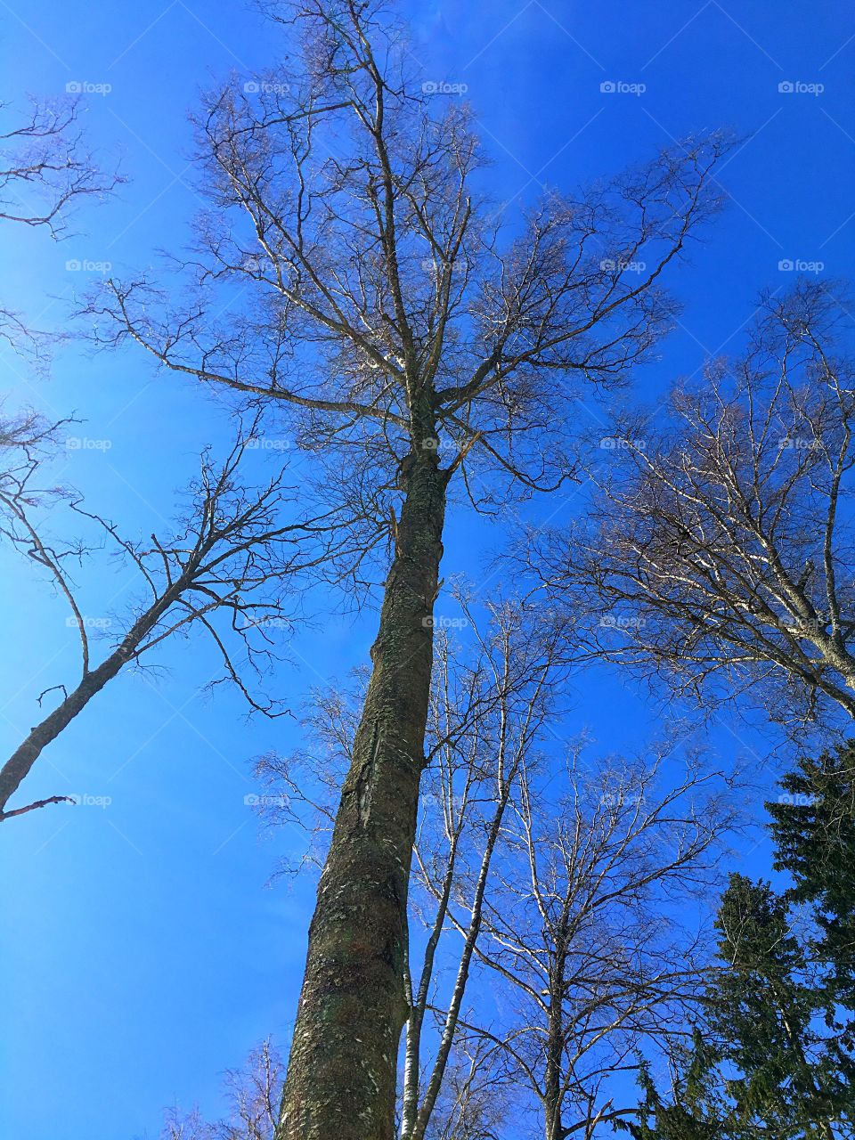 high tree without leaves us background with blue sky