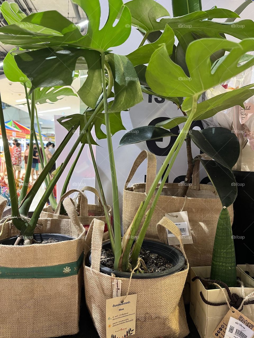 Plant Plants to Celebrate Earth Day, Thailand.