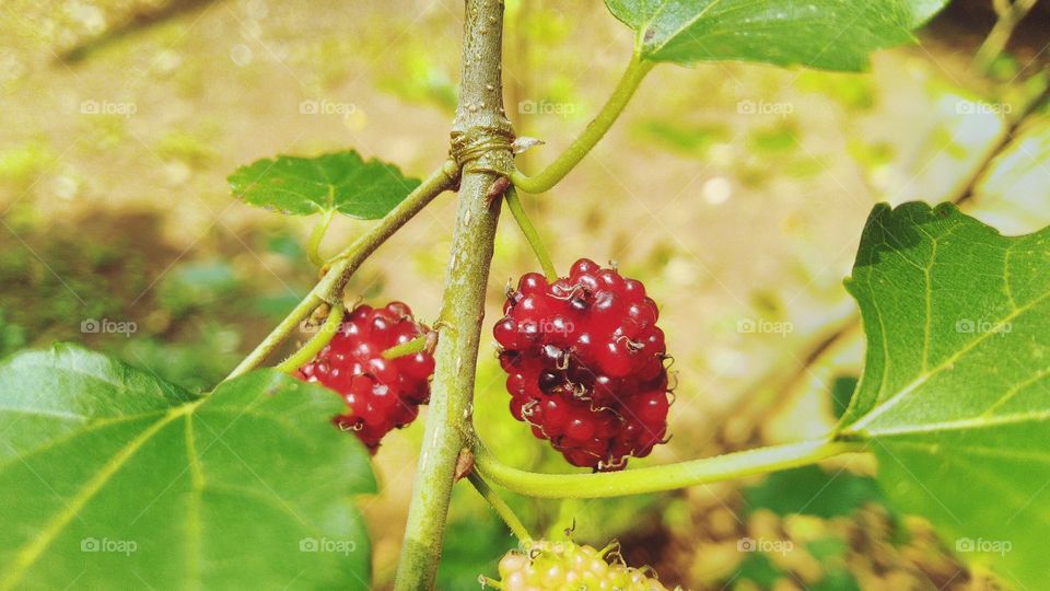 Mulberry fruit