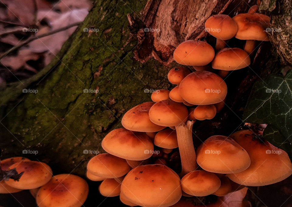 woodland wild mushrooms fungi sulphur tuft