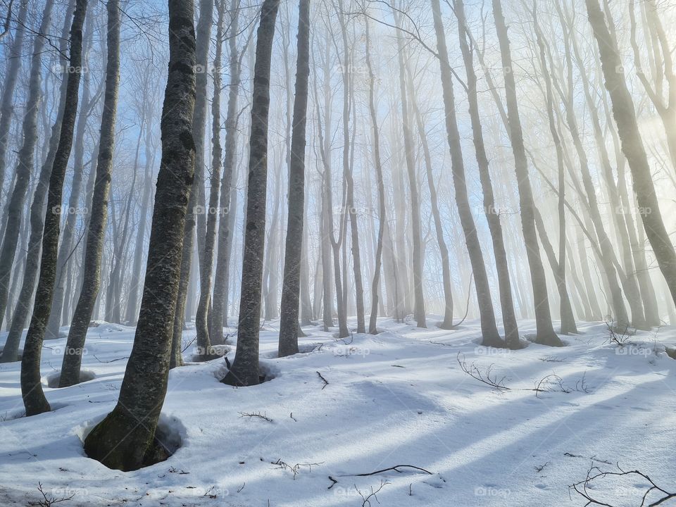 sunlight and fog among the trunks of a snowy forest