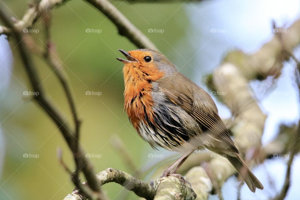 Robin The singer