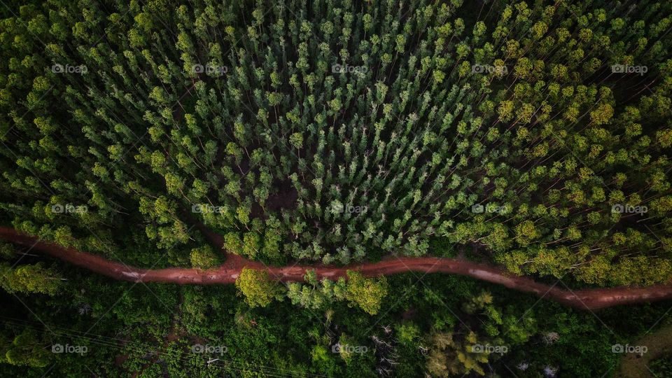 Forest Aerial View 