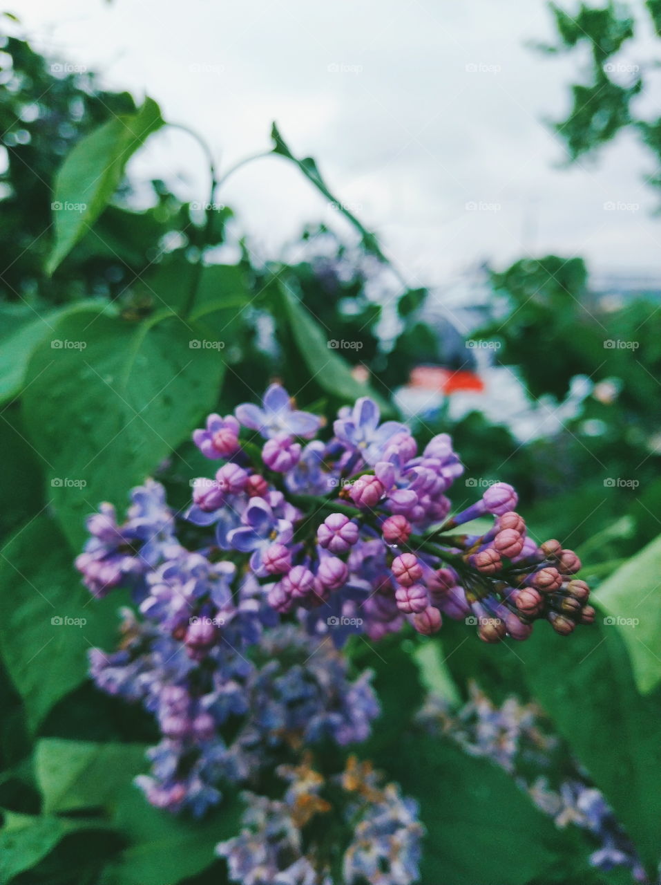 blooming lilac