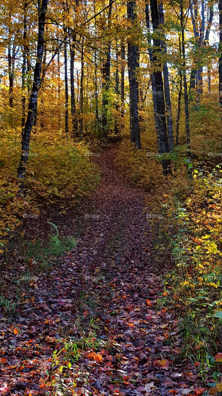 orange leaf lined path in the yellow wood