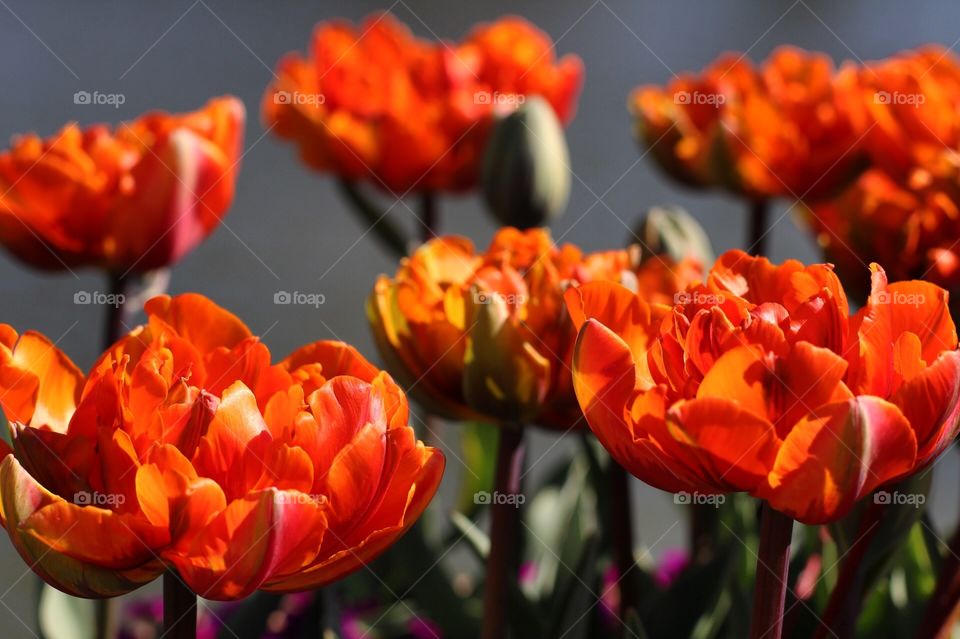 Tulips in full swing