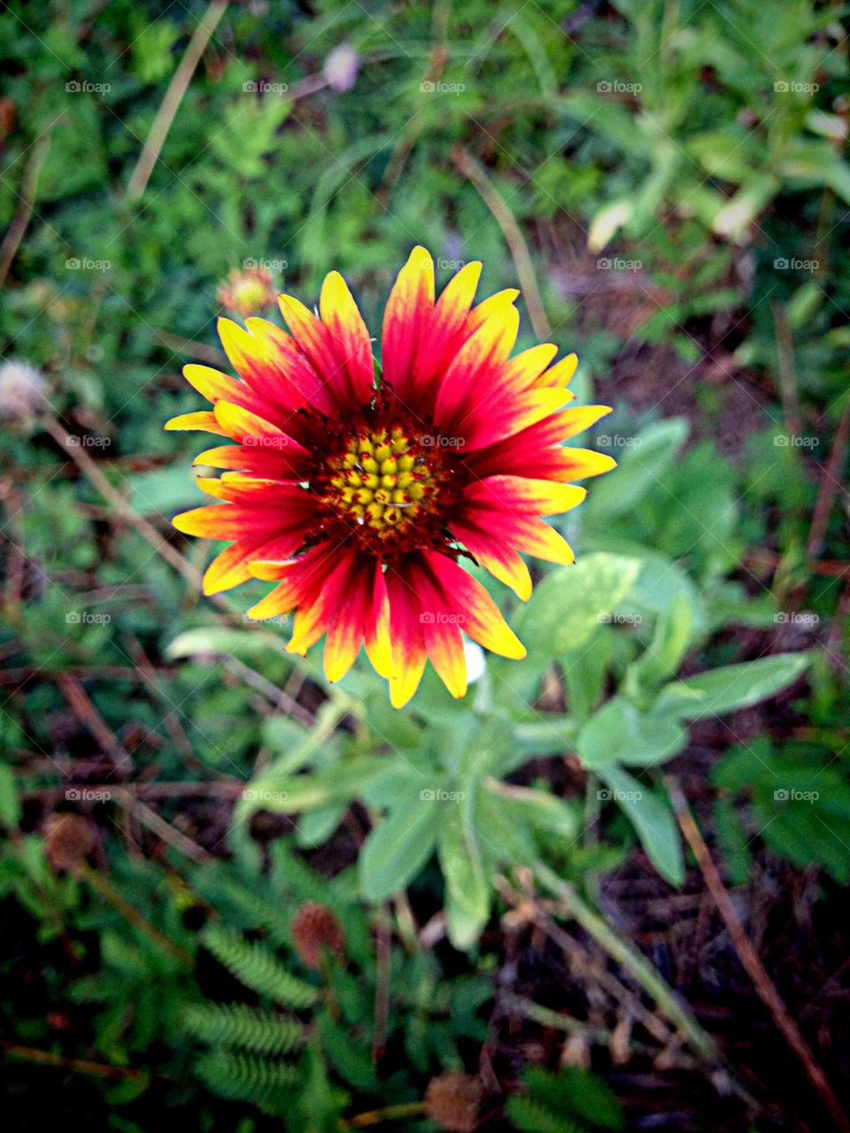 Close-up of flower