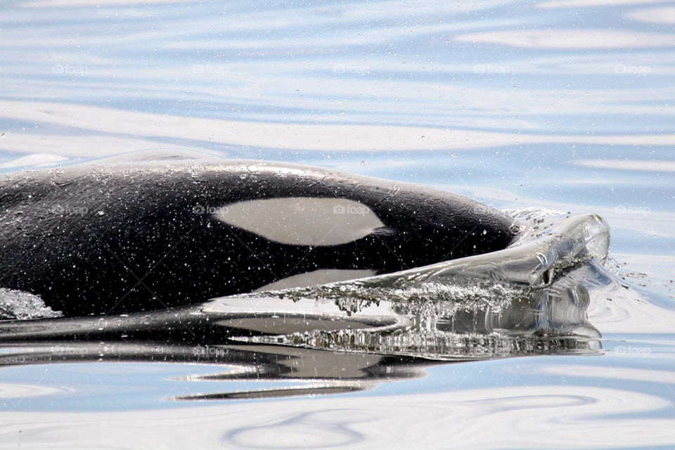An Orca swims above the surface 