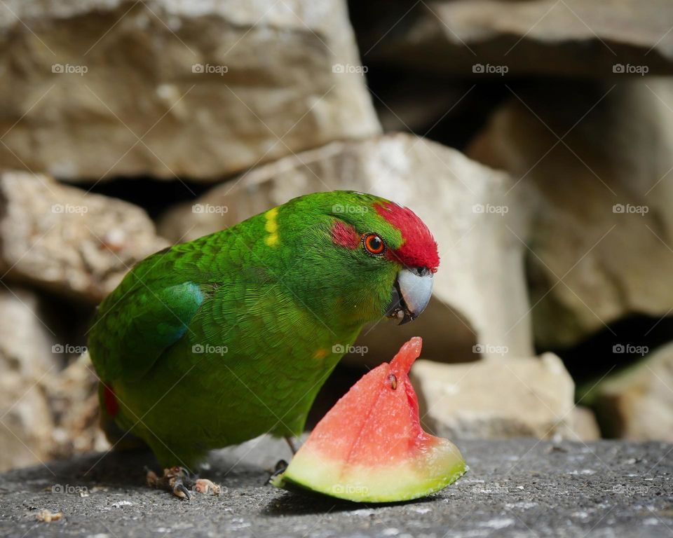 Kakariki parakeet loves watermelon
