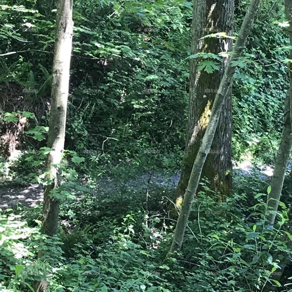 A beautiful hiking path in Renton, WA.
