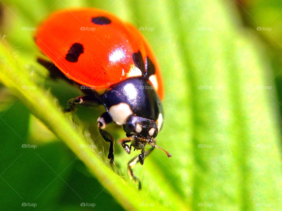ladybug