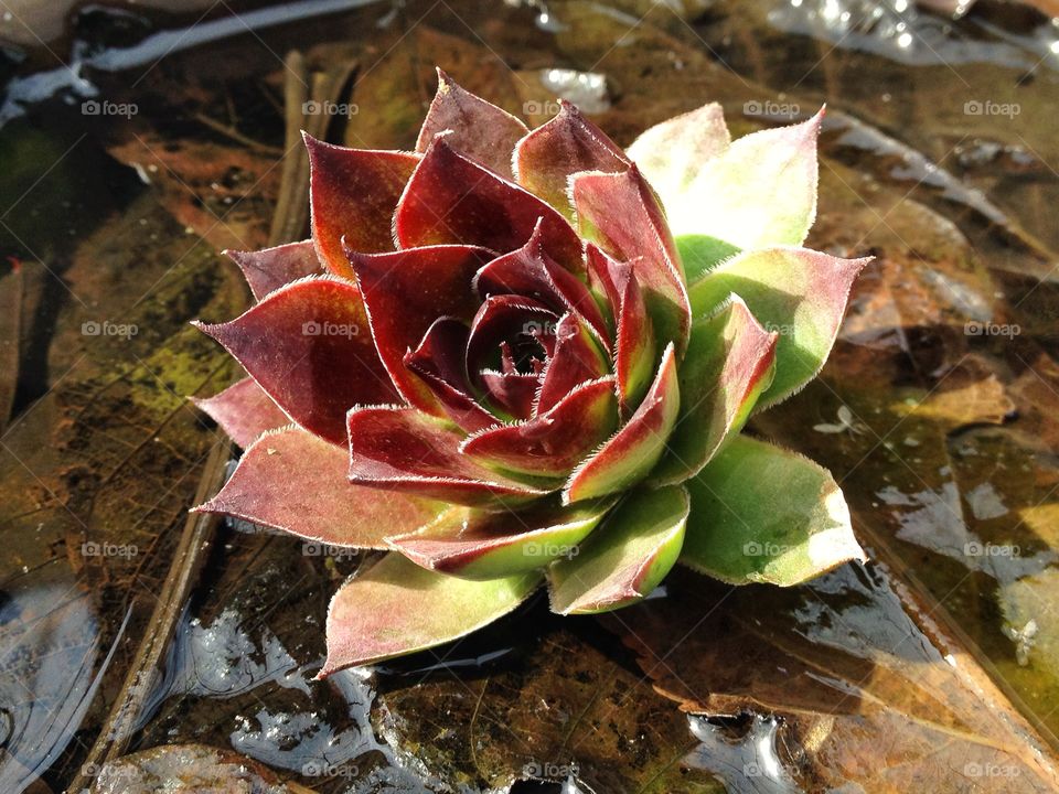 cactus flower