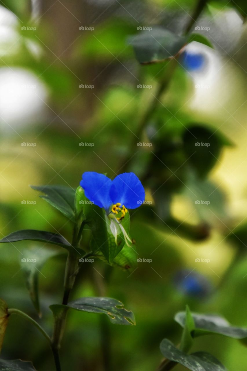 Walking on my daily path I passed a thicket that was awash with these beautiful blue flowers. I couldn’t resist taking a photo and sharing it with you 