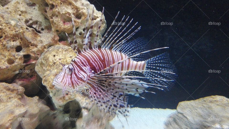 Lionfish. Pterois is a genus of venomous marine fish, commonly known as lionfish, native to theIndo-Pacific. 