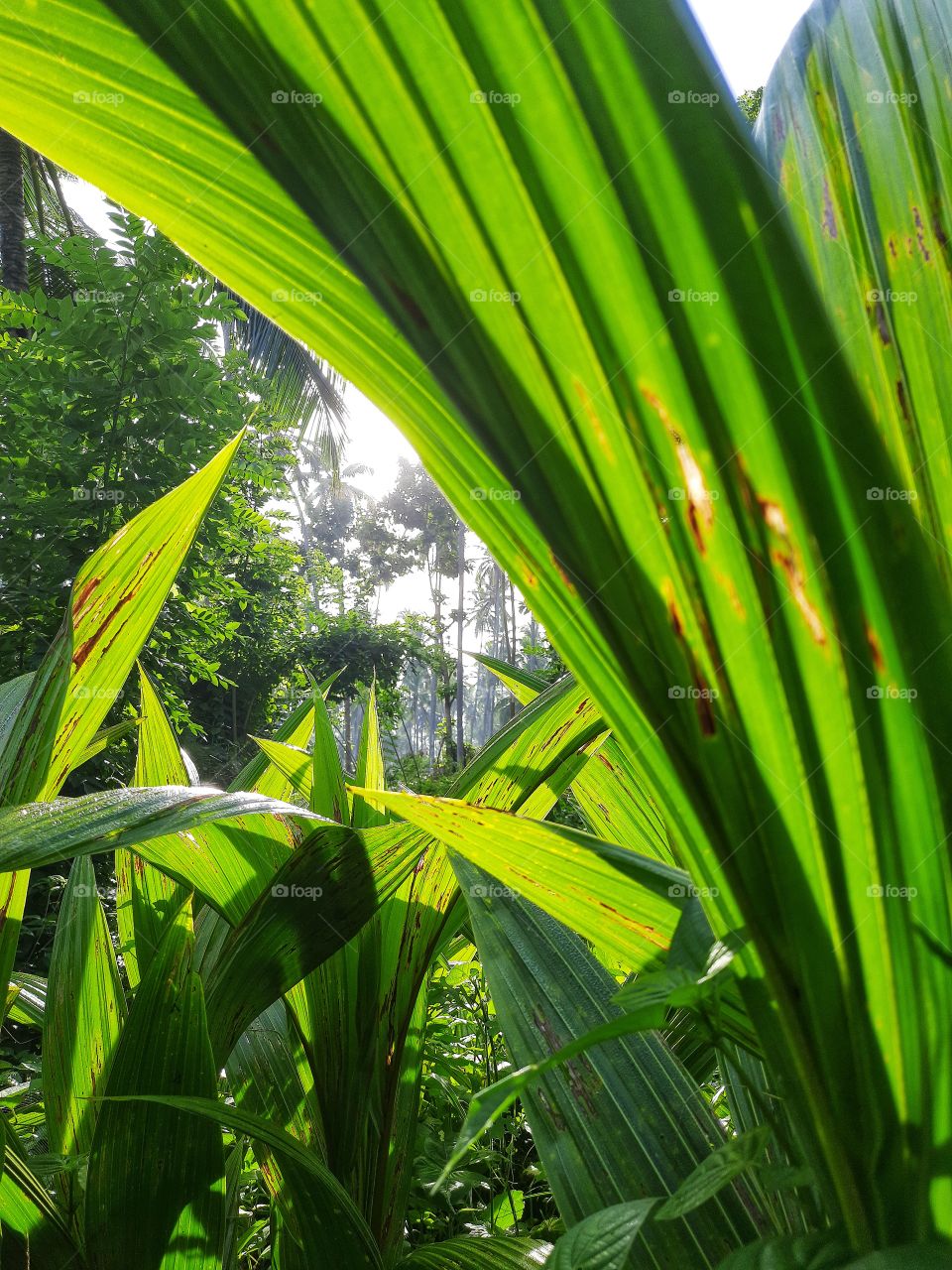 How the beautiful morning sun shines through the coconut trees..