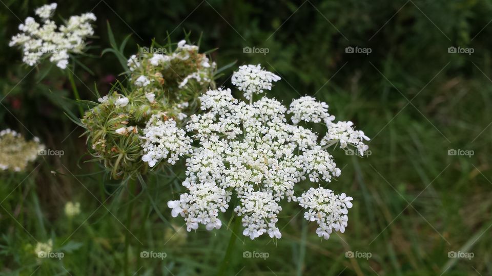 Queen Anne's Lace