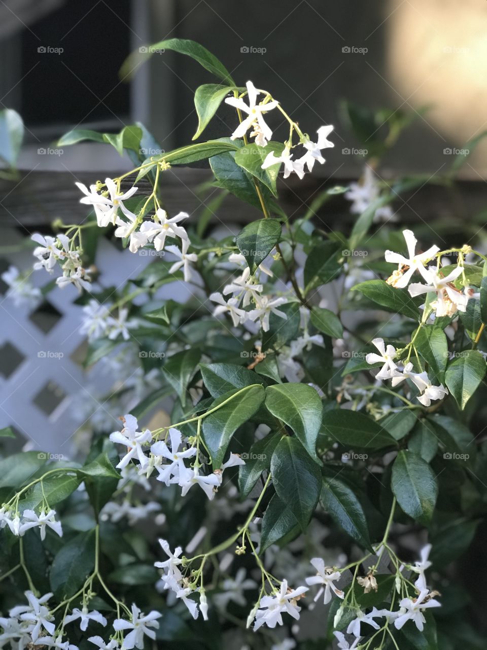 Sitting on my deck watching the golden setting sun sprinkle light on the top of my jasmine bush. As the evening approaches the scent of the jasmine strengthens & floats through the air perfuming the deck & my home through the open windows. 