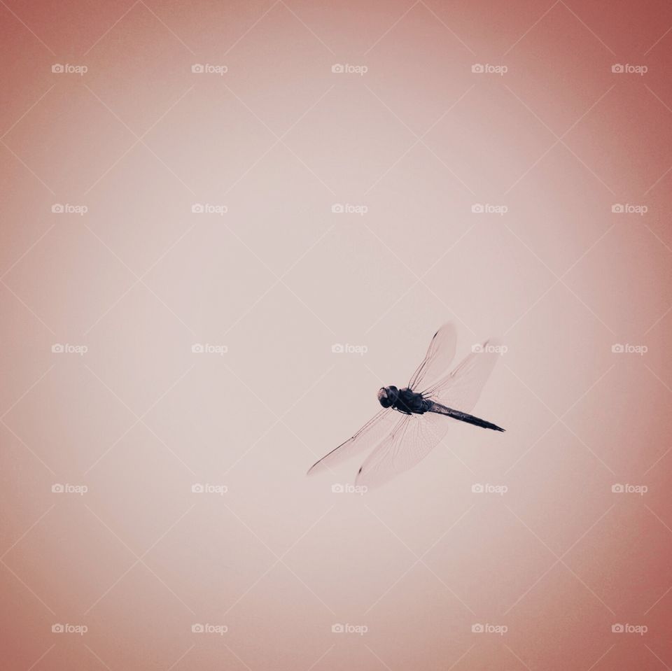 A dragonfly on a pink vintage background 