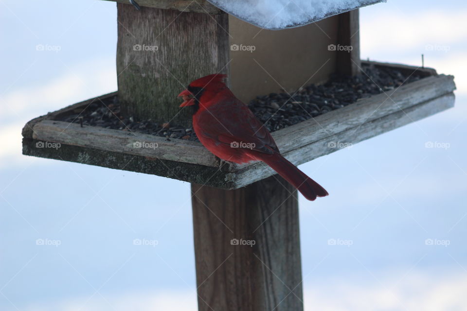 Cardinal
