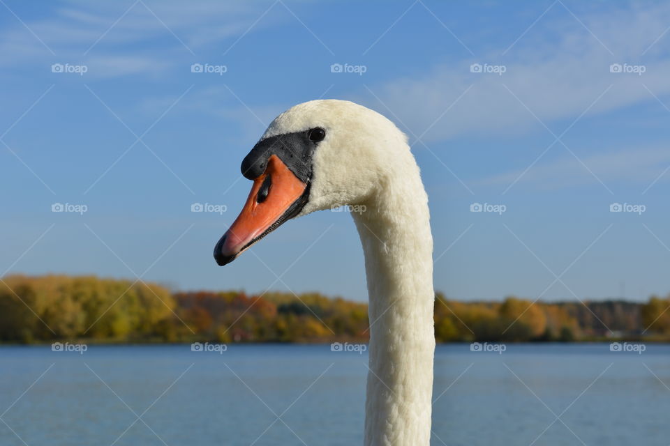 white swan portrait on a autumn lake beautiful landscape