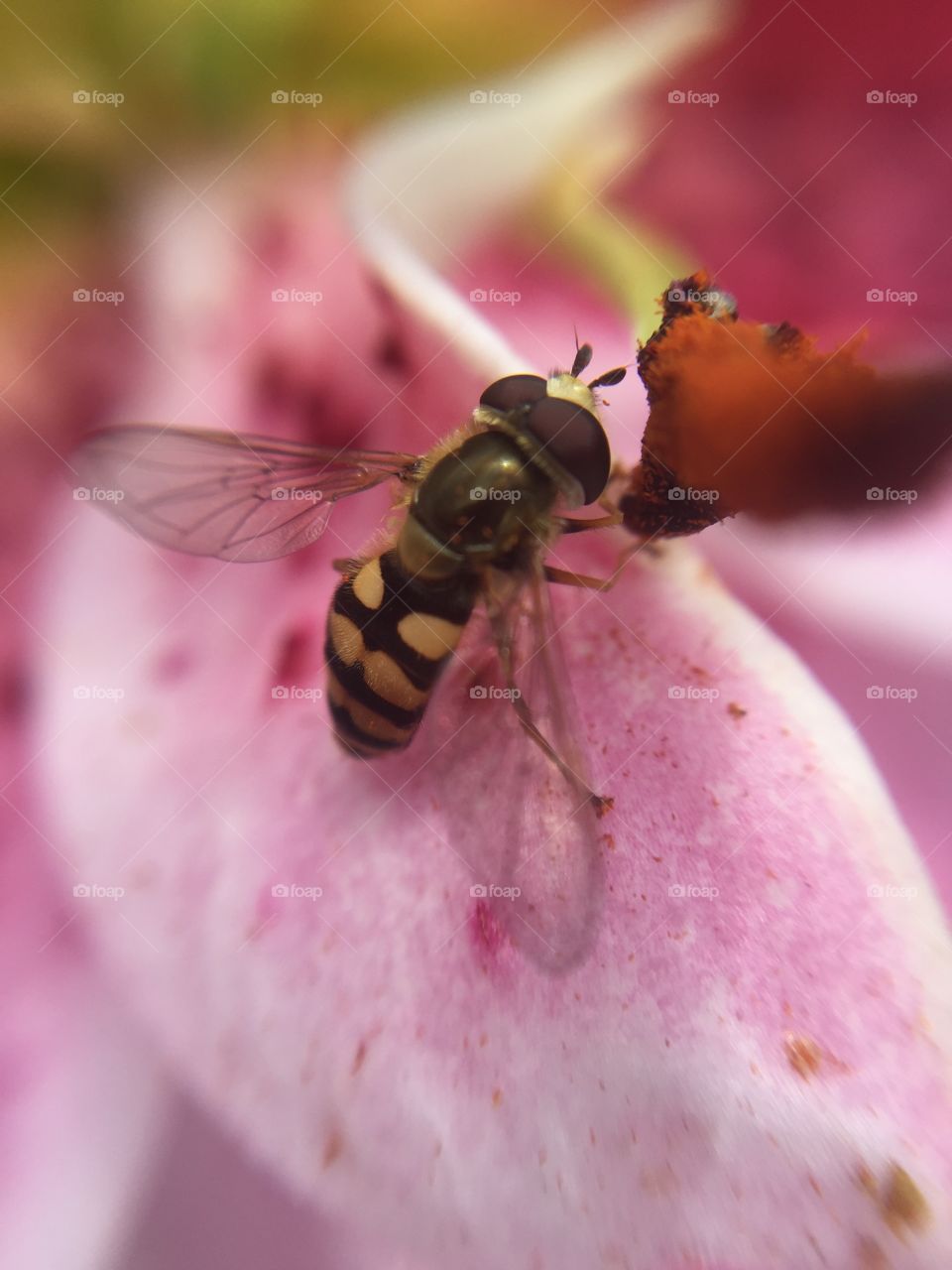 Meal time for the hover fly 