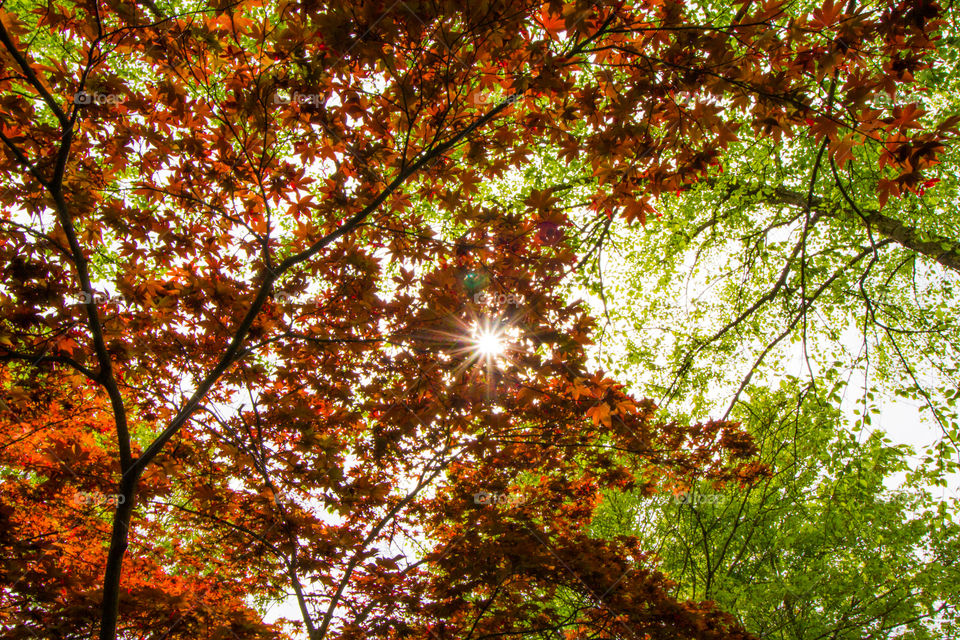 Leaf, Fall, Bright, Tree, Season