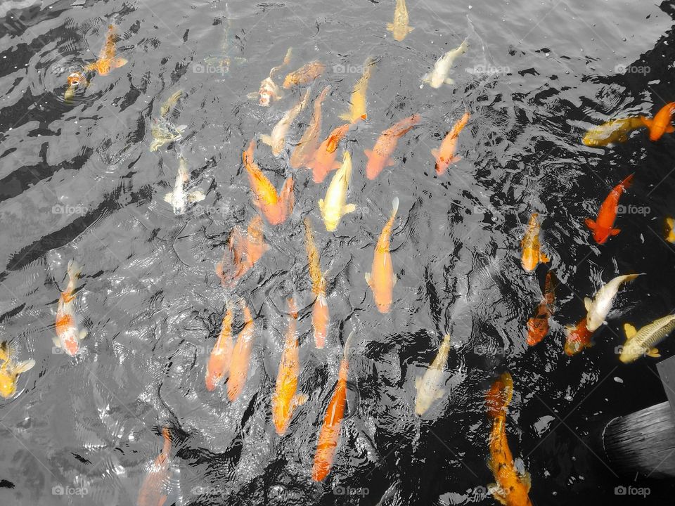 koi