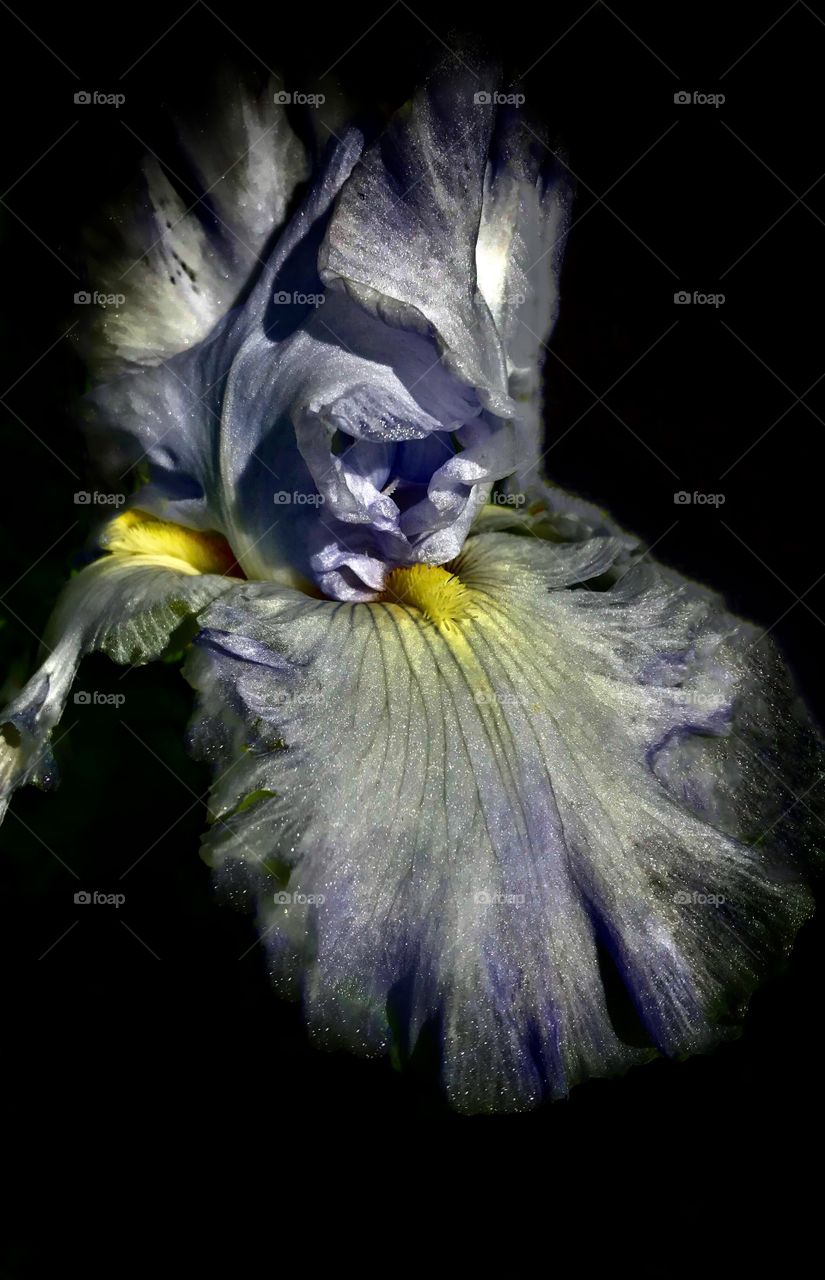Lavender Irises 