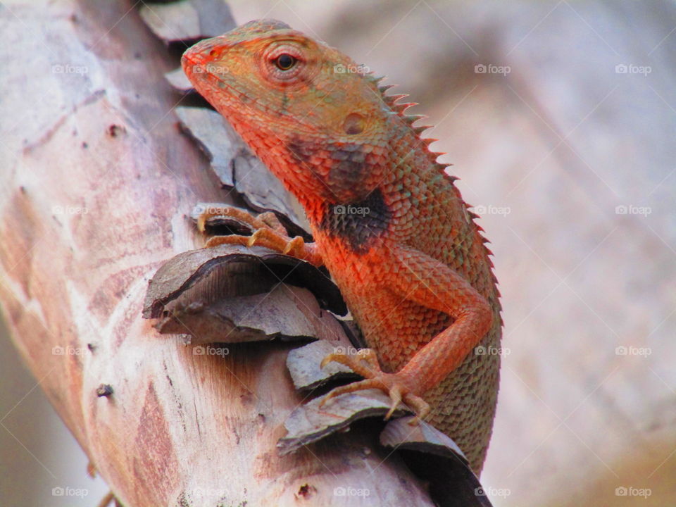 The oriental garden lizard, eastern garden lizard, bloodsucker or changeable lizard (Calotes versicolor) is an agamid lizard found widely distributed in indo-Malaya