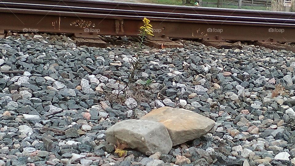 Flower by the tracks