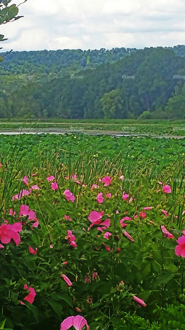 Wildwood Park. This picture was taken at Wildwood Park, in Pennsylvania