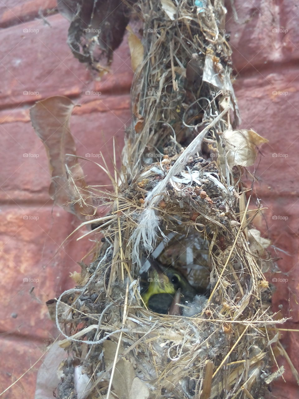 Little bird in nest