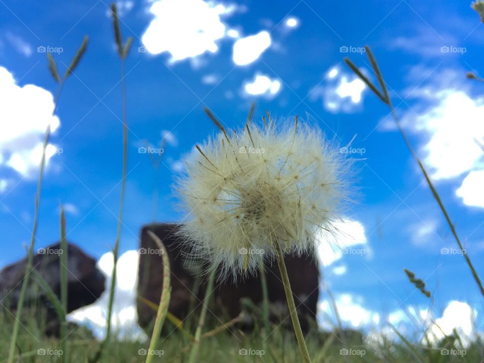 Flower focus