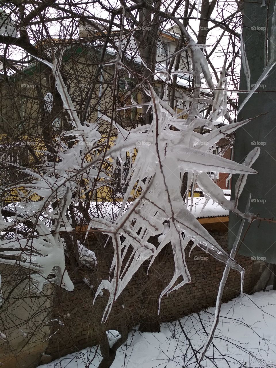 Frozen tree