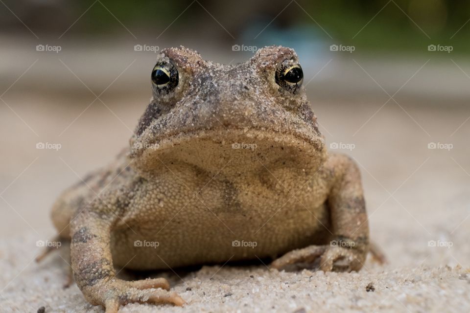 A Fowler’s Toad poses in a grumpy fashion with sand in its eyes. White Deer Park Nature Center (public city park) in Garner, North Carolina. 