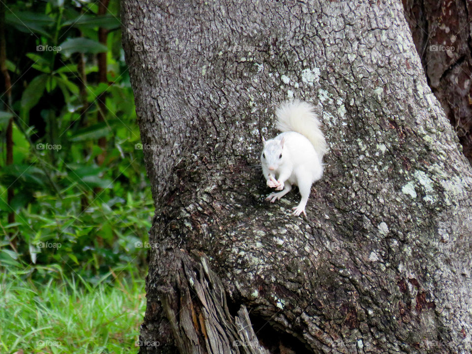 white squirrel