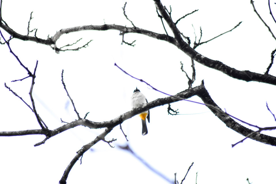 a bird perched on tree