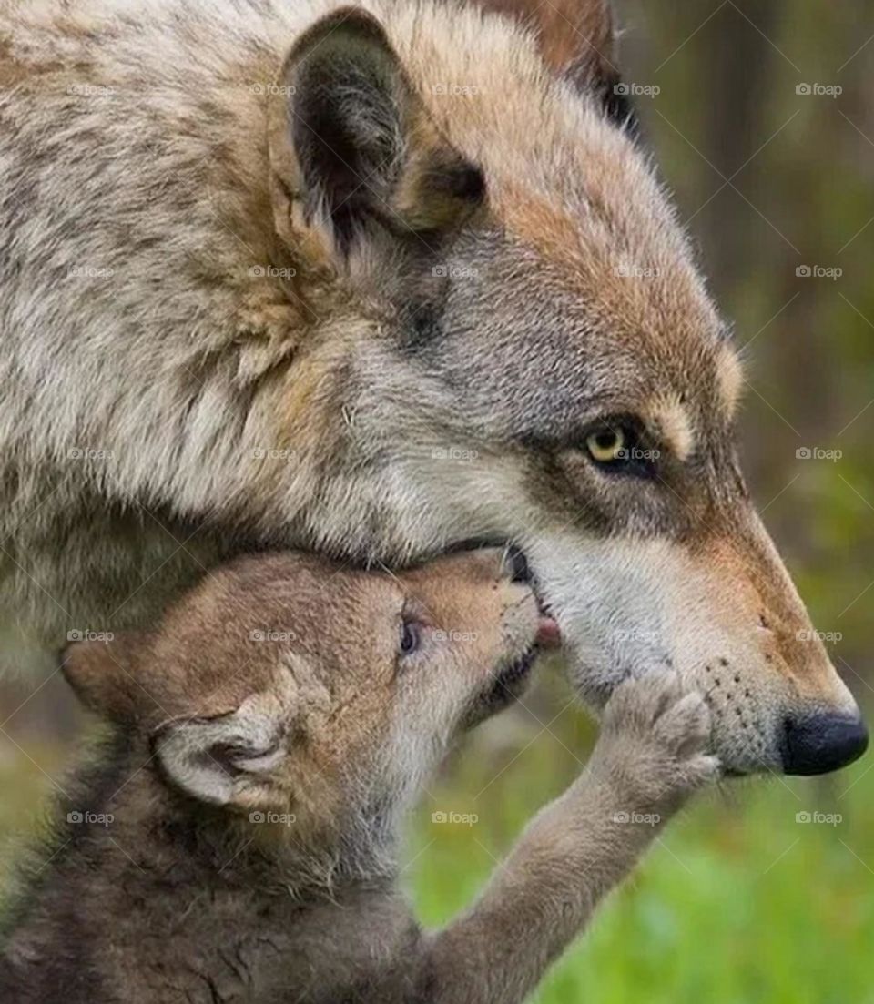 This is wolf and example of a perfect father and protector, An example of a true leader.